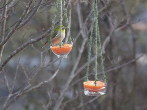 家から野鳥観察 子供と一緒につくる ペットボトルのメジロ用餌台 暮らしニスタ