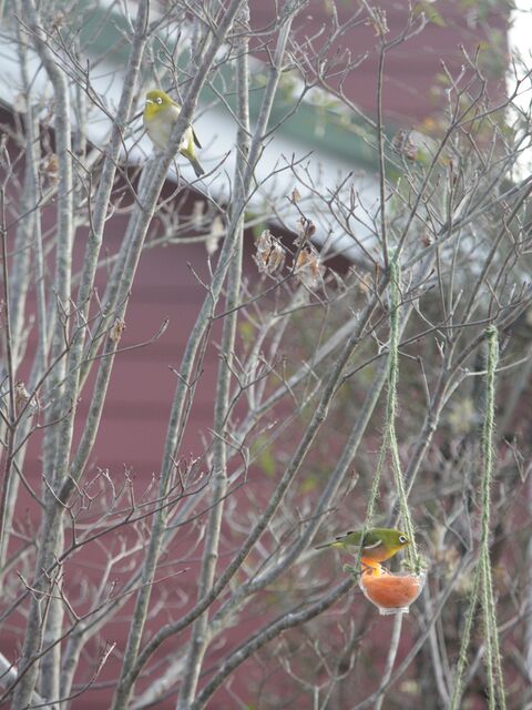 Diy 家から野鳥観察 子供と一緒につくる ペットボトルのメジロ用餌台 暮らしニスタ Diy 家から野鳥観察 子供と一緒につくる ペットボトルのメジロ用餌台 暮らしニスタ