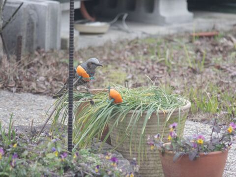 Diy 家から野鳥観察 子供と一緒につくる ペットボトルのメジロ用餌台 暮らしニスタ Diy 家から野鳥観察 子供と一緒につくる ペットボトルのメジロ用餌台 暮らしニスタ