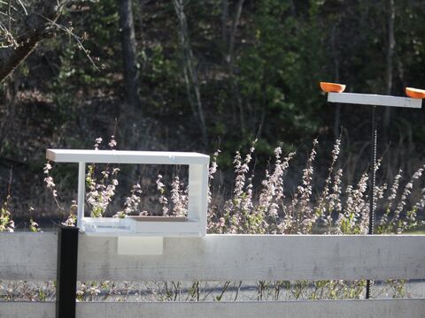 Diy 家から野鳥観察 子供と一緒につくる ペットボトルのメジロ用餌台 暮らしニスタ Diy 家から野鳥観察 子供と一緒につくる ペットボトルのメジロ用餌台 暮らしニスタ