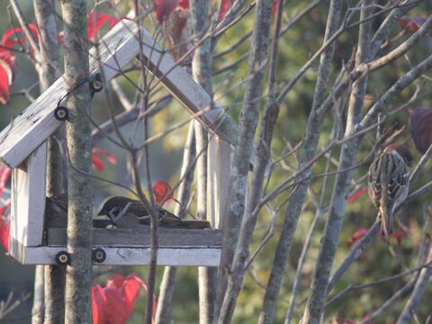Diy 家から野鳥観察 子供と一緒につくる ペットボトルのメジロ用餌台 暮らしニスタ Diy 家から野鳥観察 子供と一緒につくる ペットボトルのメジロ用餌台 暮らしニスタ
