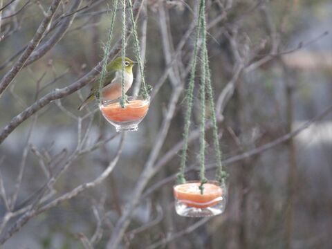 Diy 家から野鳥観察 子供と一緒につくる ペットボトルのメジロ用餌台 暮らしニスタ Diy 家から野鳥観察 子供と一緒につくる ペットボトルのメジロ用餌台 暮らしニスタ