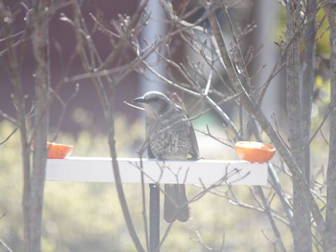Diy 家から野鳥観察 子供と一緒につくる ペットボトルのメジロ用餌台 暮らしニスタ Diy 家から野鳥観察 子供と一緒につくる ペットボトルのメジロ用餌台 暮らしニスタ
