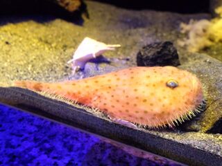 おっとっと 学研の図鑑 深海魚バージョンが楽しい 暮らしニスタ おっとっと 学研の図鑑 深海魚バージョンが楽しい 暮らしニスタ