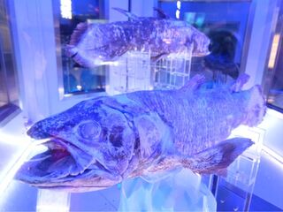 おっとっと 学研の図鑑 深海魚バージョンが楽しい 暮らしニスタ おっとっと 学研の図鑑 深海魚バージョンが楽しい 暮らしニスタ