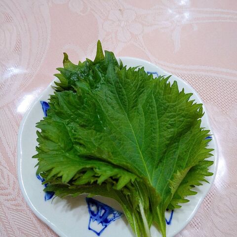 大葉の保存 暮らしニスタ 大葉の保存 暮らしニスタ