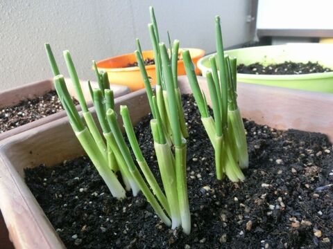 短 い根付きの小ねぎは再生できる 土に植えてみたら 暮らしニスタ 短 い根付きの小ねぎは再生できる 土に植えてみたら 暮らしニスタ