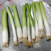 短～い根付きの小ねぎは再生できる!?　土に植えてみたら…