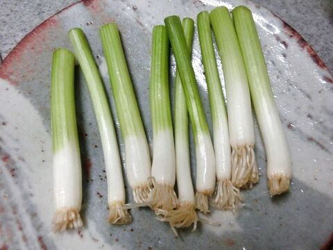 短 い根付きの小ねぎは再生できる 土に植えてみたら 暮らしニスタ 短 い根付きの小ねぎは再生できる 土に植えてみたら 暮らしニスタ