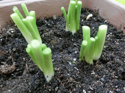 短 い根付きの小ねぎは再生できる 土に植えてみたら 暮らしニスタ 短 い根付きの小ねぎは再生できる 土に植えてみたら 暮らしニスタ