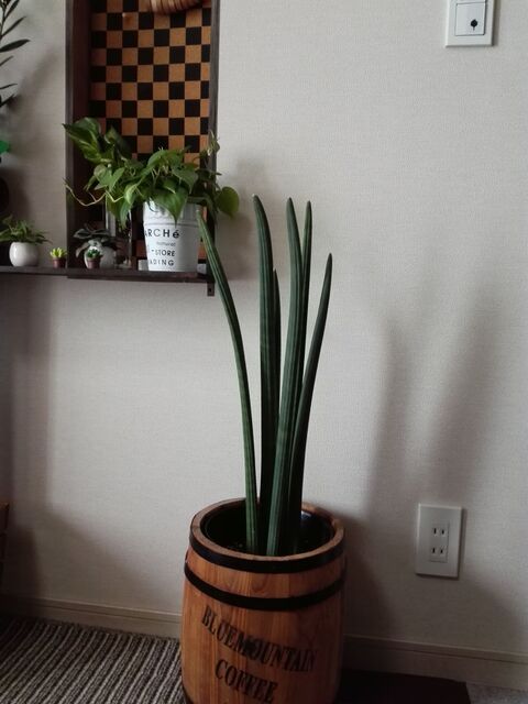 追記 卵の殻を使ってあるものを生き返らせました 暮らしニスタ 追記 卵の殻を使ってあるものを生き返らせました 暮らしニスタ
