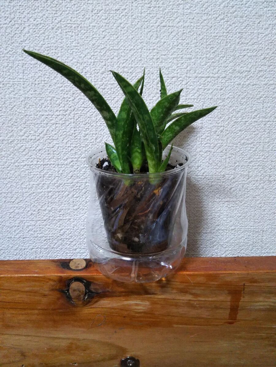 100均のプラスチックコップ 直径6センチ ペットボトルで株分けサンセベリアの小さな植木鉢 暮らしニスタ 100均のプラスチックコップ 直径6センチ ペットボトルで株分けサンセベリアの小さな植木鉢 暮らしニスタ