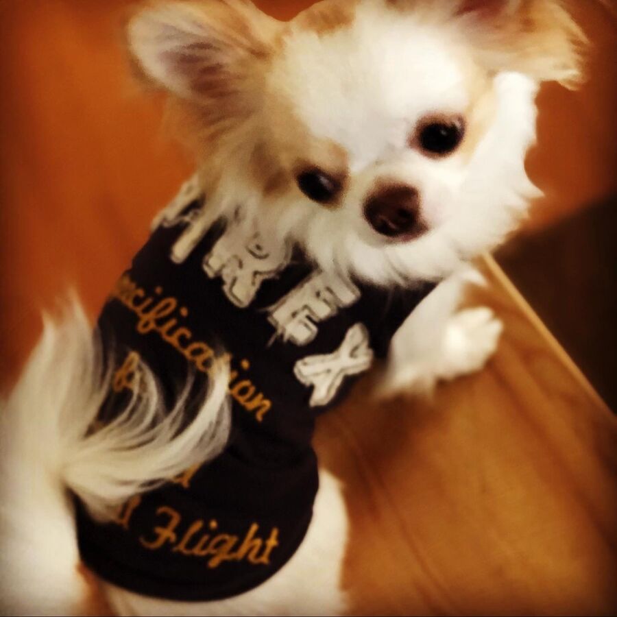 子供服を犬服にリメイク 暮らしニスタ 子供服を犬服にリメイク 暮らしニスタ