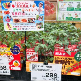 食べてみたい を育てよう ミニトマトを家庭菜園 暮らしニスタ 食べてみたい を育てよう ミニトマトを家庭菜園 暮らしニスタ