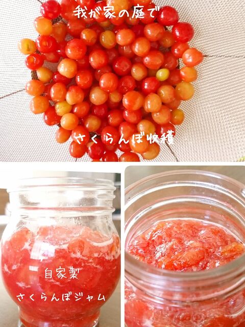 庭のさくらんぼの木から収穫 自家製ジャム作り 暮らしニスタ 庭のさくらんぼの木から収穫 自家製ジャム作り 暮らしニスタ