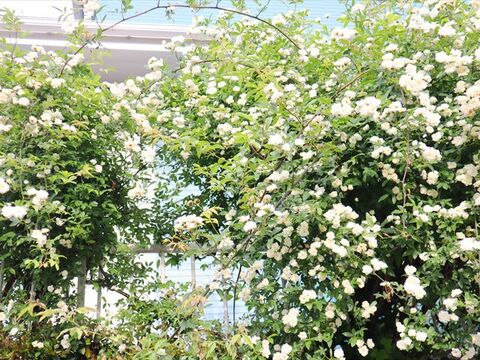 初夏の香りを取り込む 木香薔薇を飾って季節を感じる部屋作り 暮らしニスタ 初夏の香りを取り込む 木香薔薇を飾って季節を感じる部屋作り 暮らしニスタ