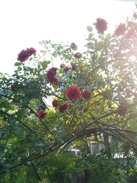 真っ赤な薔薇 庭で楽しむだけでは勿体ない 生花とドライフラワーのインテリアを楽しむ 暮らしニスタ 真っ赤な薔薇 庭で楽しむだけでは勿体ない 生花とドライフラワーのインテリアを楽しむ 暮らしニスタ