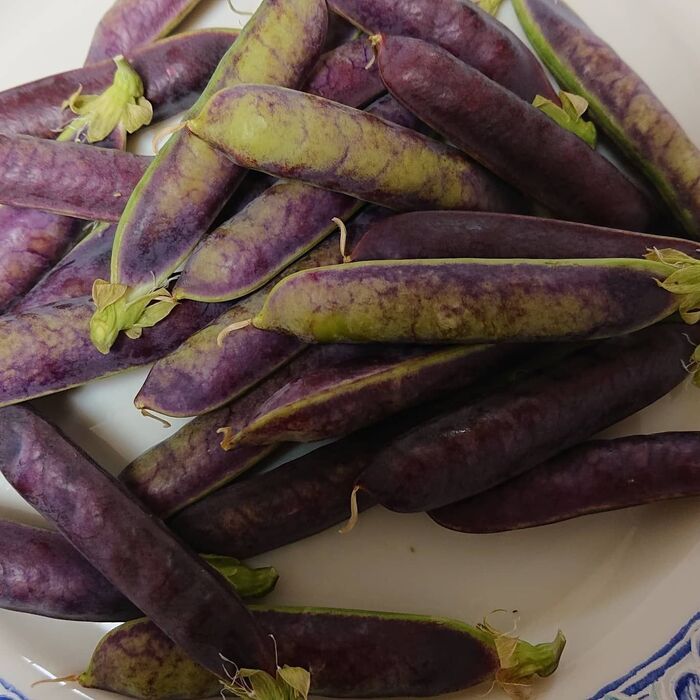 ツタンカーメンという名の…古代えんどう豆