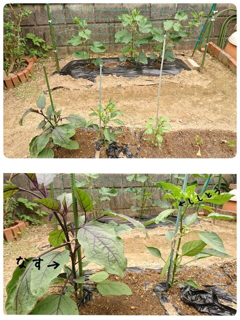 家庭菜園 夏野菜 暮らしニスタ 家庭菜園 夏野菜 暮らしニスタ