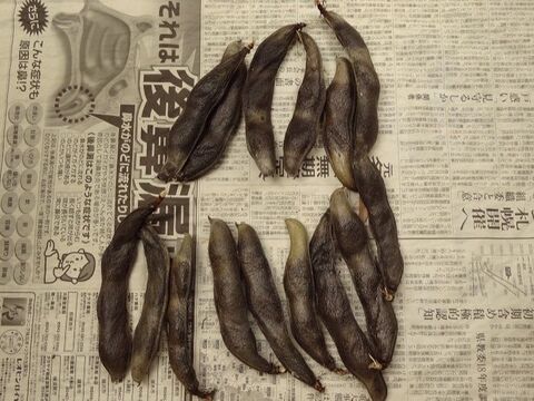 乾燥させると1年保存出来る そら豆を長く楽しむ 乾燥そら豆 暮らしニスタ 乾燥させると1年保存出来る そら豆を長く楽しむ 乾燥そら豆 暮らしニスタ