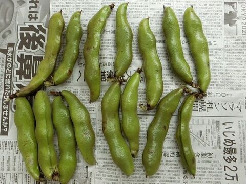 乾燥させると1年保存出来る そら豆を長く楽しむ 乾燥そら豆 暮らしニスタ 乾燥させると1年保存出来る そら豆を長く楽しむ 乾燥そら豆 暮らしニスタ