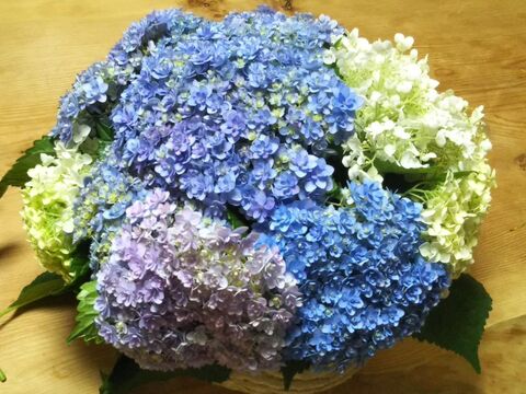 紫陽花 アジサイ ブーケ てまりのような紫陽花をブーケ風に花瓶に生ける 暮らしニスタ 紫陽花 アジサイ ブーケ てまりのような紫陽花をブーケ風に花瓶に生ける 暮らしニスタ