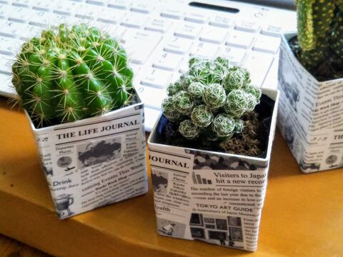 100均のサボテン 白い鉢を100均の英字新聞柄マスキングテープでおしゃれに 暮らしニスタ 100均のサボテン 白い鉢を100均の英字新聞柄マスキングテープでおしゃれに 暮らしニスタ