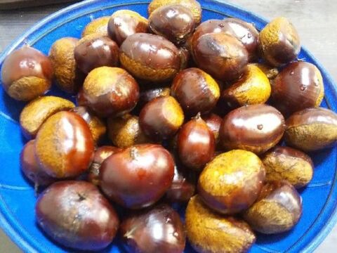 栗の芽 出るかな 暮らしニスタ