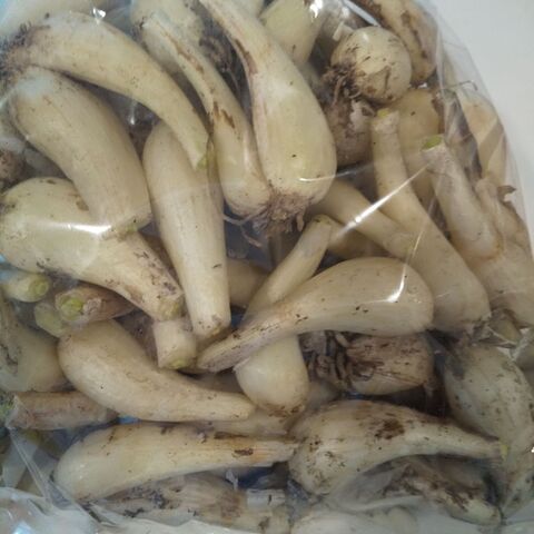 カレーライスと一緒に食べたいカリカリらっきょうの漬け方 暮らしニスタ