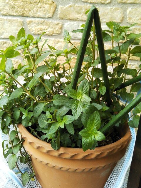 アイマスク チョコレートミントのハーブ風呂で瞑想 なぞらない写経 心身リラックス 暮らしニスタ