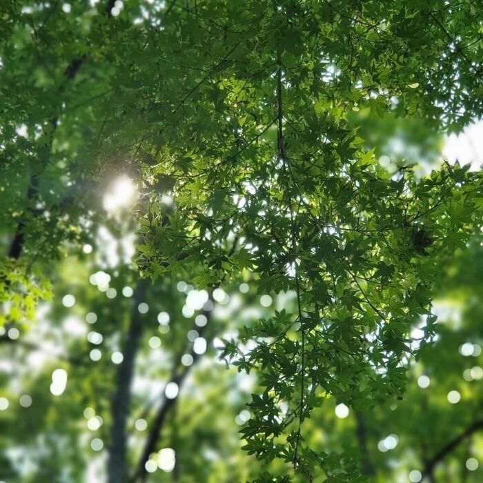 キラキラの木洩れ日も◎スマホの「ポートレートモード」でこんなにきれいに！