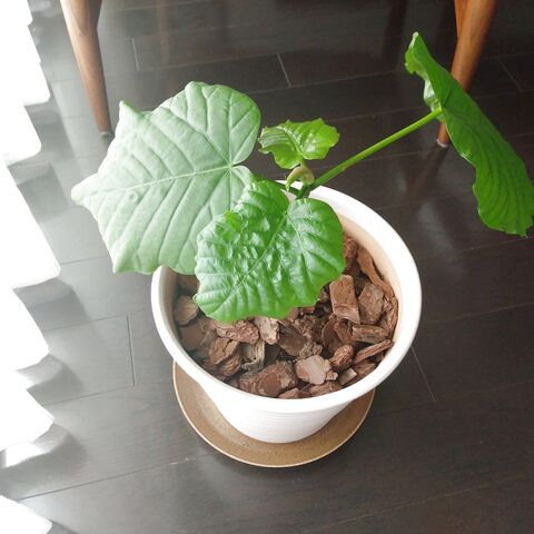 観葉植物の増やし方 簡単にウンベラータを鉢植えに 暮らしニスタ 観葉植物の増やし方 簡単にウンベラータを鉢植えに 暮らしニスタ