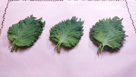今年こそ大葉を長持ちさせる保存法をマスター 簡単でおすすめの方法はコレ 暮らしニスタ 今年こそ大葉を長持ちさせる保存法をマスター 簡単でおすすめの方法はコレ 暮らしニスタ