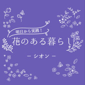 シオン（紫苑）をもっと知ろう！花言葉や基本情報