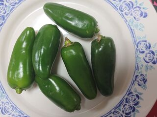 トウガラシの王様 暮らしニスタ トウガラシの王様 暮らしニスタ