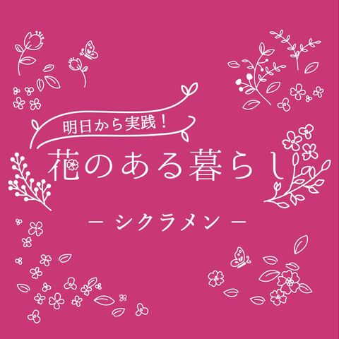 シクラメンをもっと知ろう 花言葉や育て方 夏越し後の植え替えまで 暮らしニスタ シクラメンをもっと知ろう 花言葉や育て方 夏越し後の植え替えまで 暮らしニスタ