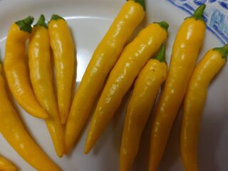 シトラス風味のレモンの様な唐辛子 暮らしニスタ シトラス風味のレモンの様な唐辛子 暮らしニスタ