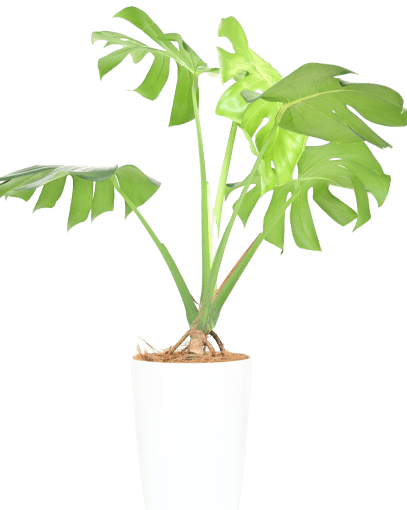 指宿 いぶすき 市のふるさと納税でプチ贅沢 南国グルメや温泉宿泊など魅力を徹底レポート 暮らしニスタ