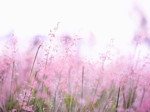 スマホで素敵なふんわり 前ボケ 写真を撮るには 暮らしニスタ スマホで素敵なふんわり 前ボケ 写真を撮るには 暮らしニスタ