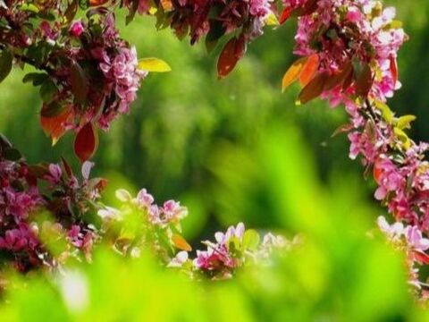 スマホで素敵なふんわり 前ボケ 写真を撮るには 暮らしニスタ スマホで素敵なふんわり 前ボケ 写真を撮るには 暮らしニスタ