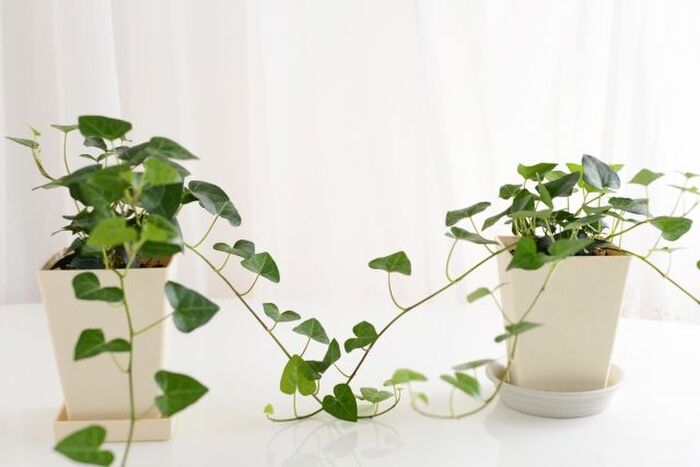 え 家の でメイクしてるとブスになる 美容風水 暮らしニスタ え 家の でメイクしてるとブスになる 美容風水 暮らしニスタ