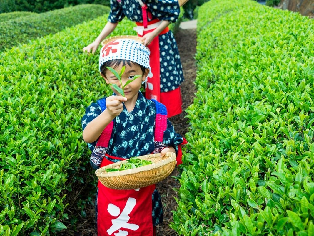 自分で摘んだ茶葉でつくる絶品 烏龍茶 蔵屋鳴沢で茶摘み体験 暮らしニスタ