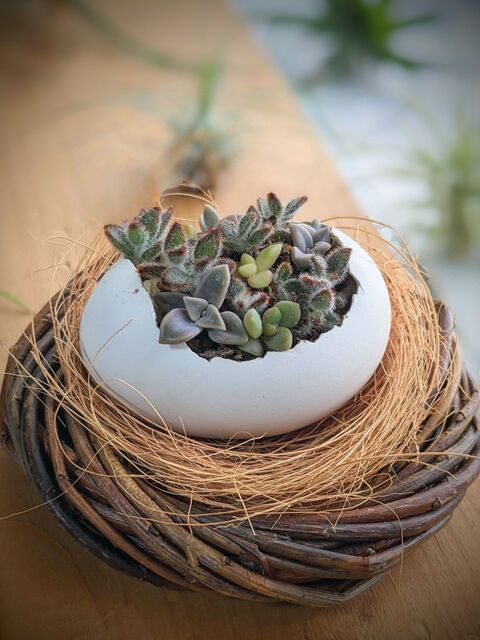 巣ごもり多肉ちゃん 暮らしニスタ 巣ごもり多肉ちゃん 暮らしニスタ