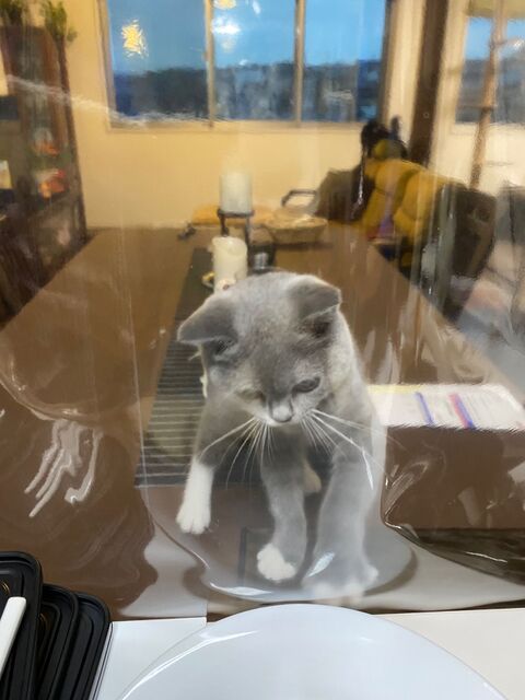 猫のいる生活を快適にするアイディア 暮らしニスタ 猫のいる生活を快適にするアイディア 暮らしニスタ