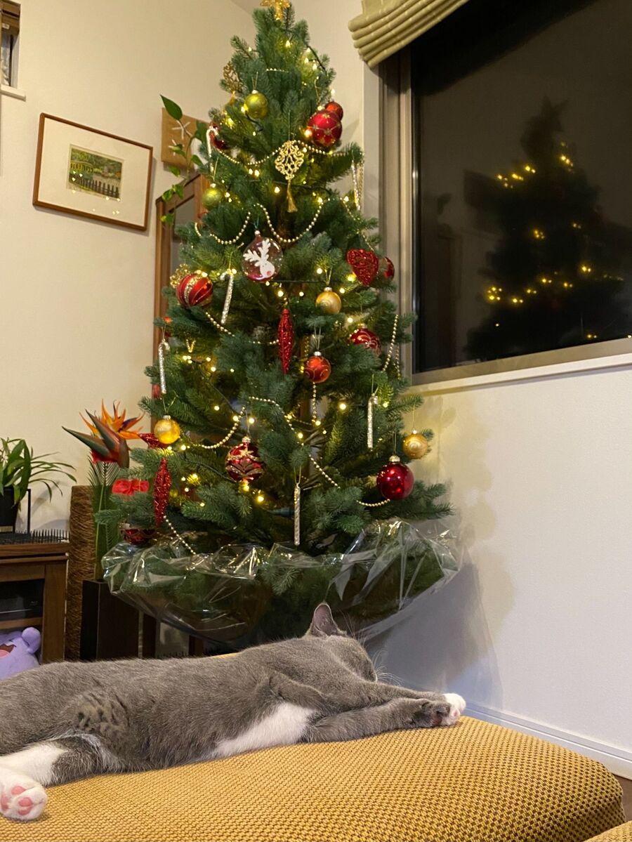 クリスマスツリーをペットのいたずらから守ります 暮らしニスタ
