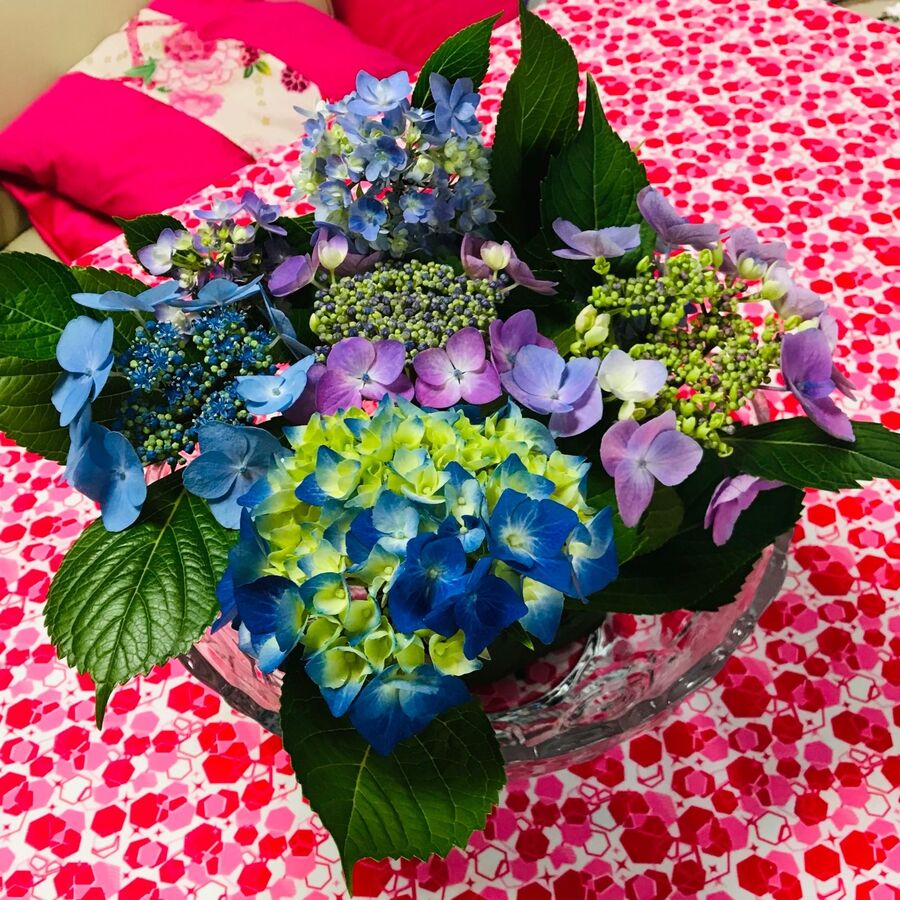 紫陽花の増やし方 今ですよ これで増えました 花は3年目ぐらいには満開ですよ 暮らしニスタ 紫陽花の増やし方 今ですよ これで増えました 花は3年目ぐらいには満開ですよ 暮らしニスタ