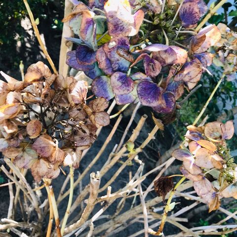 紫陽花の増やし方 今ですよ これで増えました 花は3年目ぐらいには満開ですよ 暮らしニスタ 紫陽花の増やし方 今ですよ これで増えました 花は3年目ぐらいには満開ですよ 暮らしニスタ