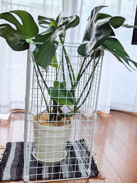 横に広がるモンステラ 何とかしたい 暮らしニスタ 横に広がるモンステラ 何とかしたい 暮らしニスタ