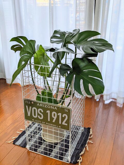 横に広がるモンステラ 何とかしたい 暮らしニスタ 横に広がるモンステラ 何とかしたい 暮らしニスタ