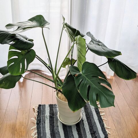 横に広がるモンステラ 何とかしたい 暮らしニスタ 横に広がるモンステラ 何とかしたい 暮らしニスタ